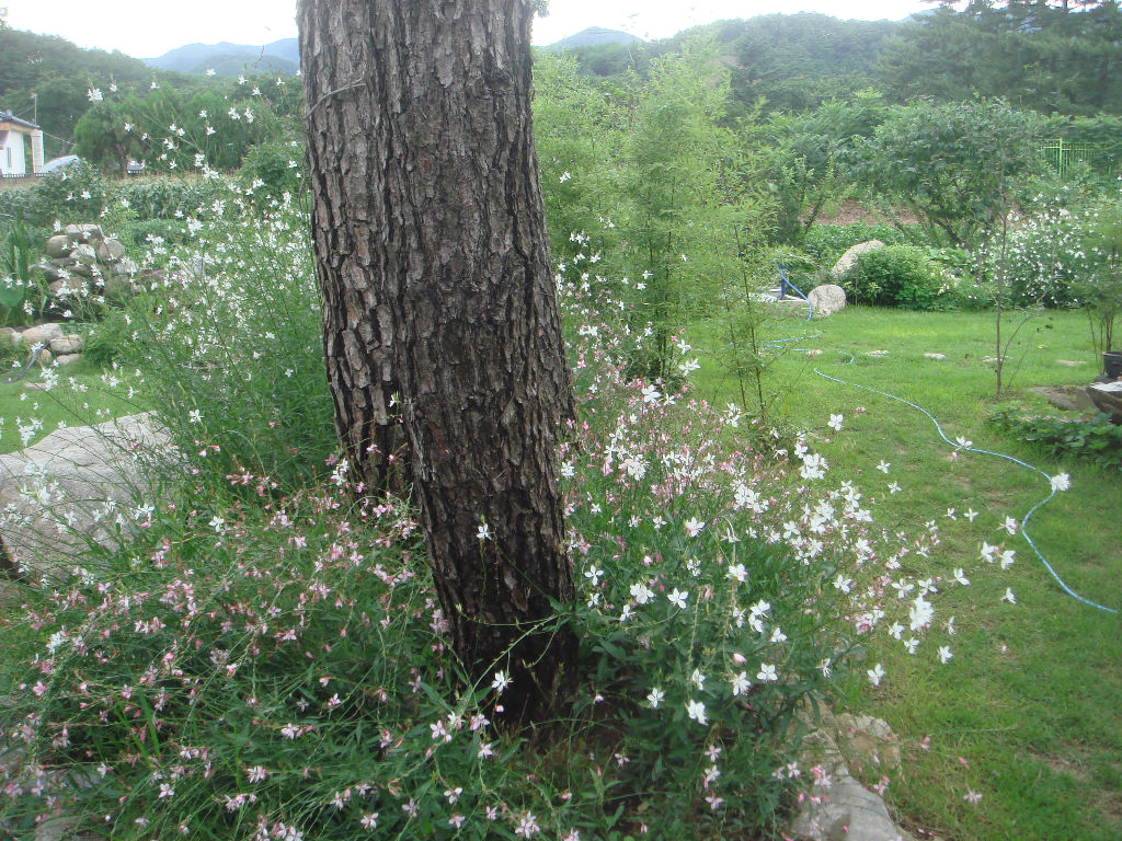 090730_solfragrance091249(8).jpg