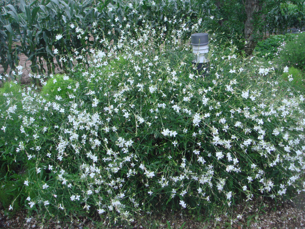 090730_solfragrance091249.jpg