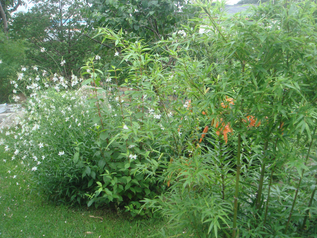 090730_solfragrance091718(1).jpg
