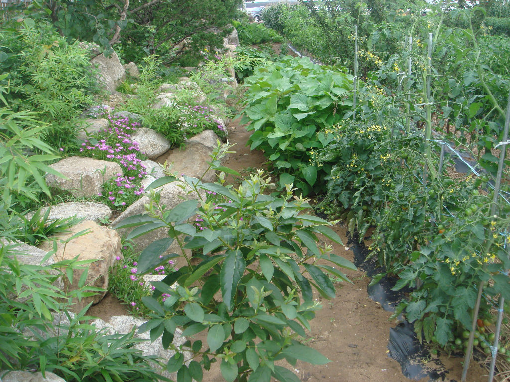 090730_solfragrance092020(2).jpg