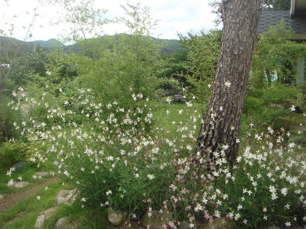 090730_solfragrance092020(8).jpg