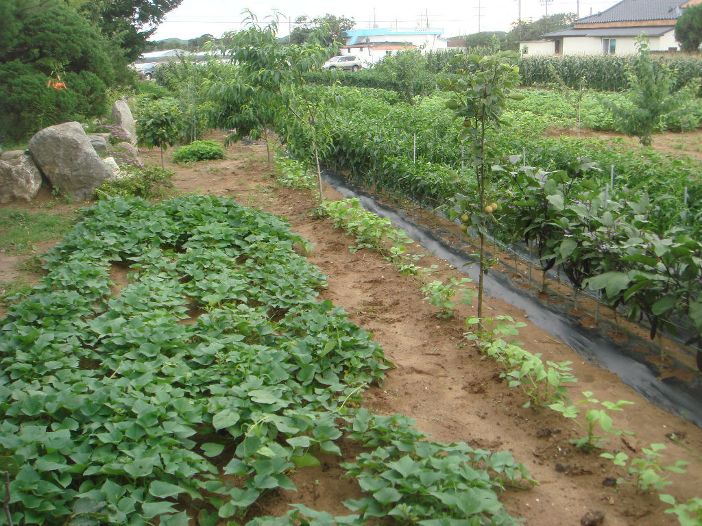 090730_solfragrance092020.jpg